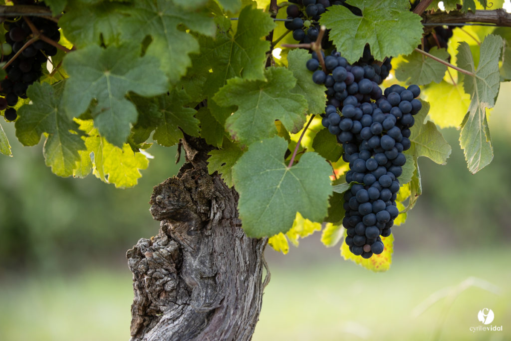 Grappes dorées du cépage blanc autochtone Baroque dans le vignoble de Tursan