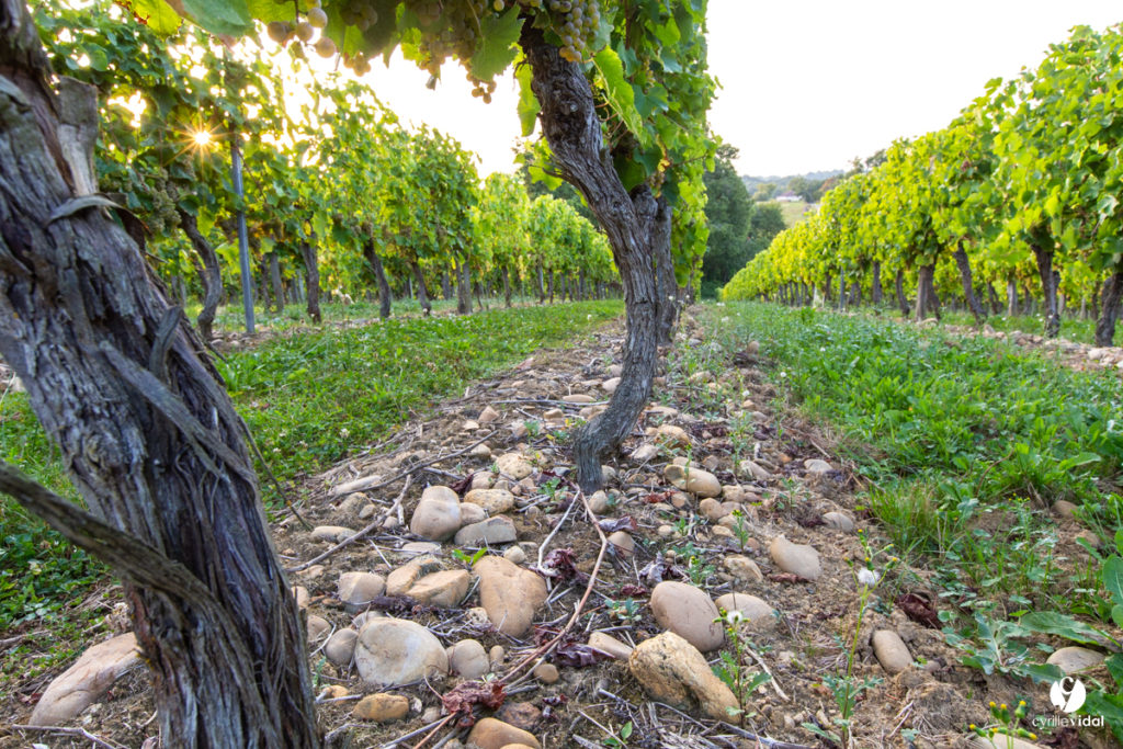 Grappes de raisin noir Tannat récoltées dans les vignes de Tursan
