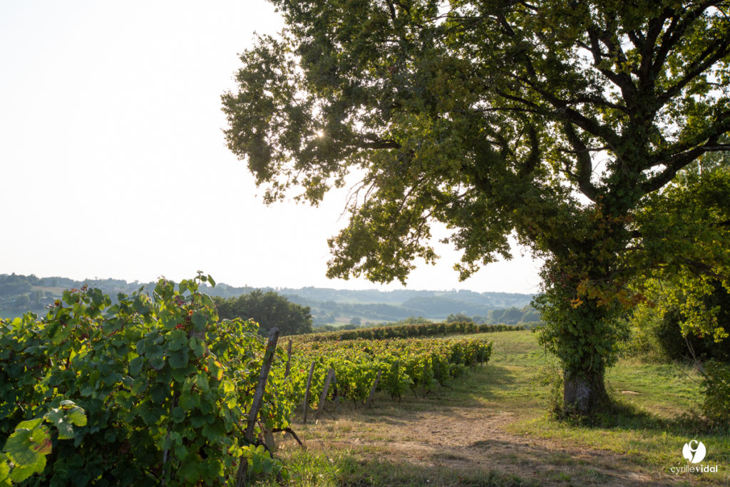 Vendanges du cépage Fer Servadou à la Cave des Vignerons de Tursan